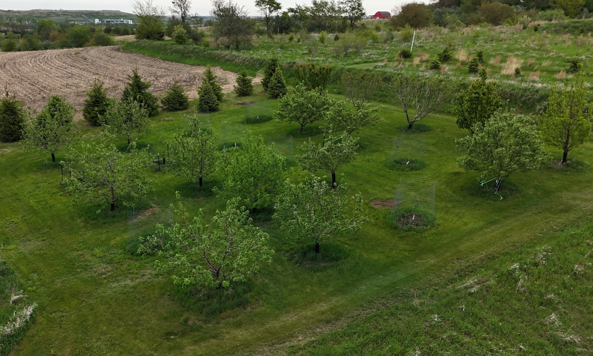 Our apple orchard in spring of 2026