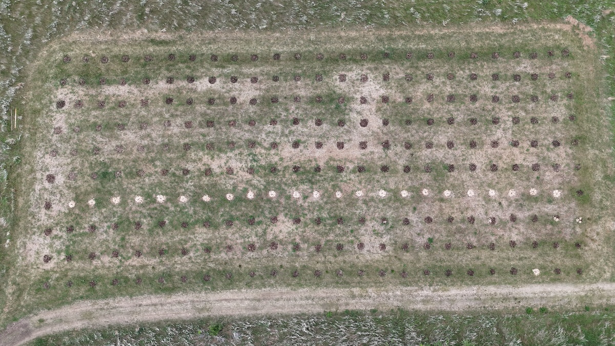 Overhead shot of 250 evergreen seedlings planted and mulched