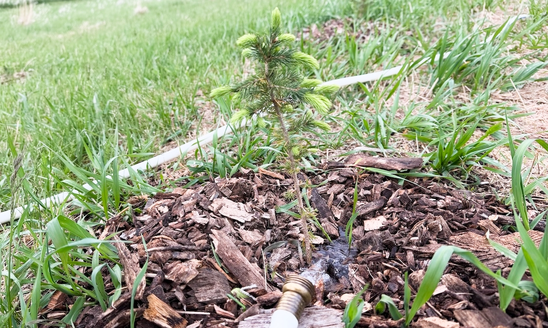 An evergreen seedling being watered